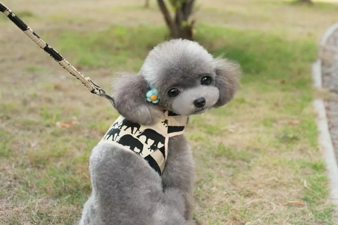 给狗狗上户口要抓紧啦!文明养犬一定要知道