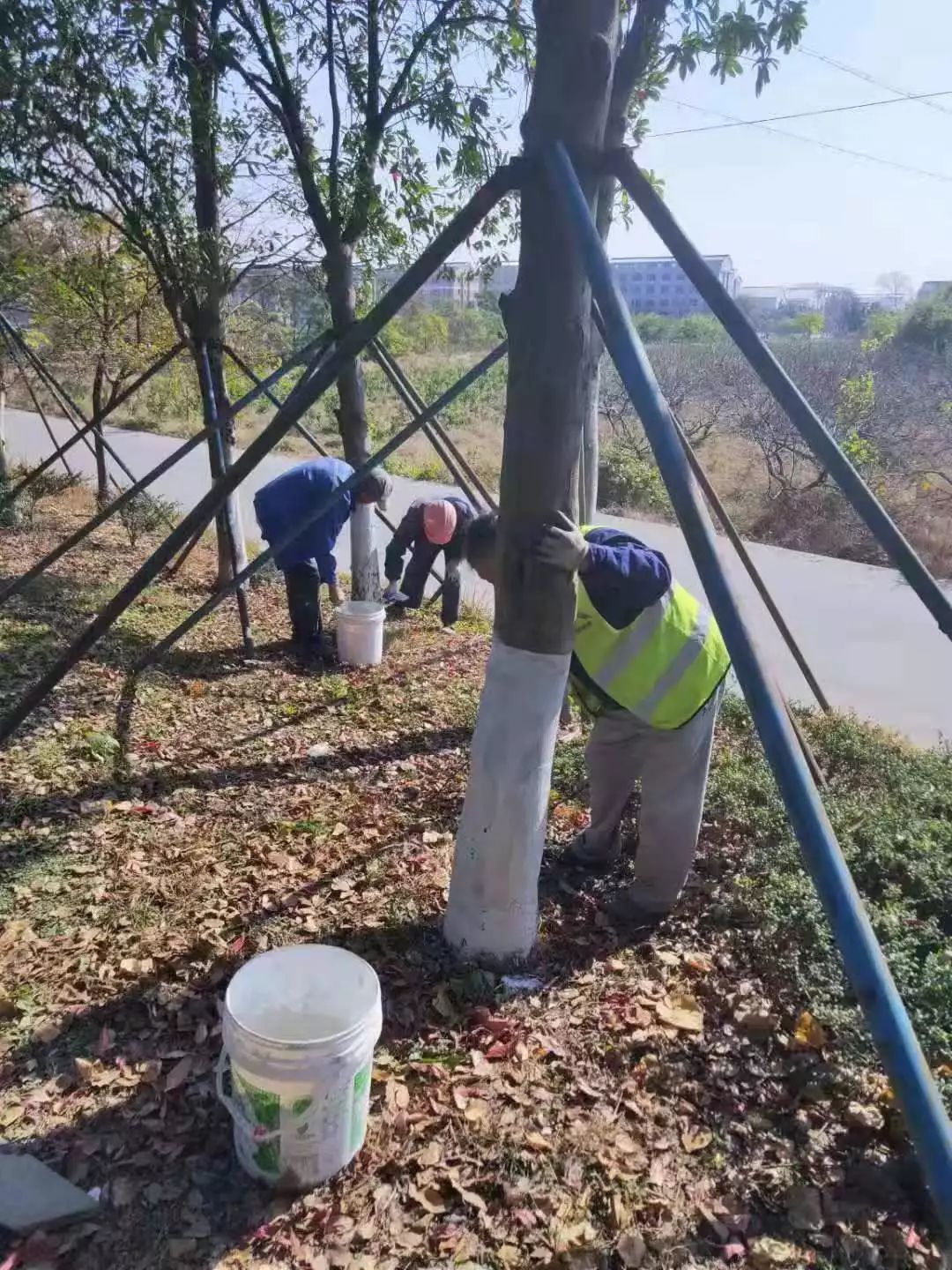 树木刷白 来自搜狐网