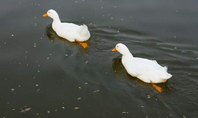 種公鴨的飼養管理跟方法