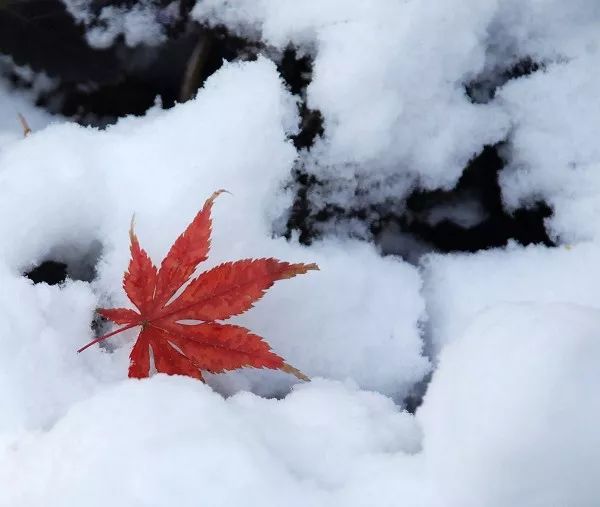 寒風吹散我焦急地尋覓你潔白的衣裙我拾起你遺失的信箋一杯酒劃過乾癟