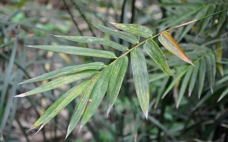 (竹种类)木檀竹