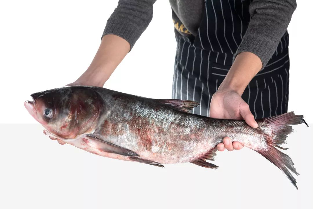 火遍全国的野生胖头鱼开售啦