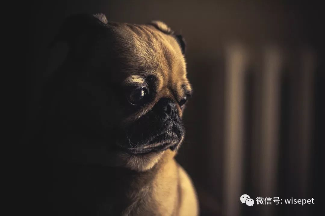 可愛的面龐，可悲的一生 ——人類應該為平頭犬的福利負責 寵物 第11張