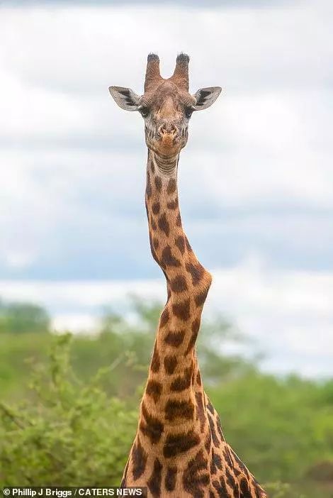 长颈鹿的脖子像什么图片