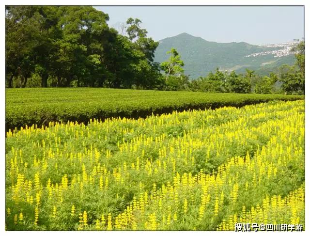 从有机农业到休闲农业的兴起,是那时台湾产业人士给这些问题的破题