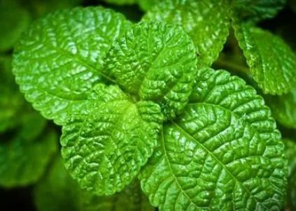 4种食疗是清肺高手,清肺热又止咳,经常吸烟的人要多吃点