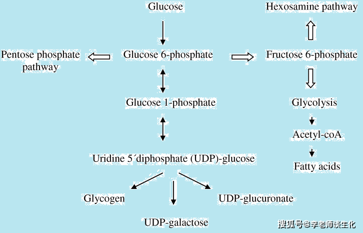 糖代谢全过程示意图图片