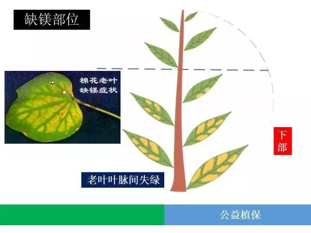 一分鐘讀懂作物營養缺素全解