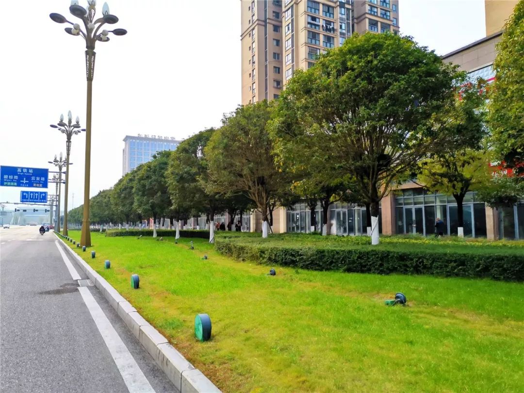 树木刷白进行时!梁平园林植物穿上了"防护服"_绿化