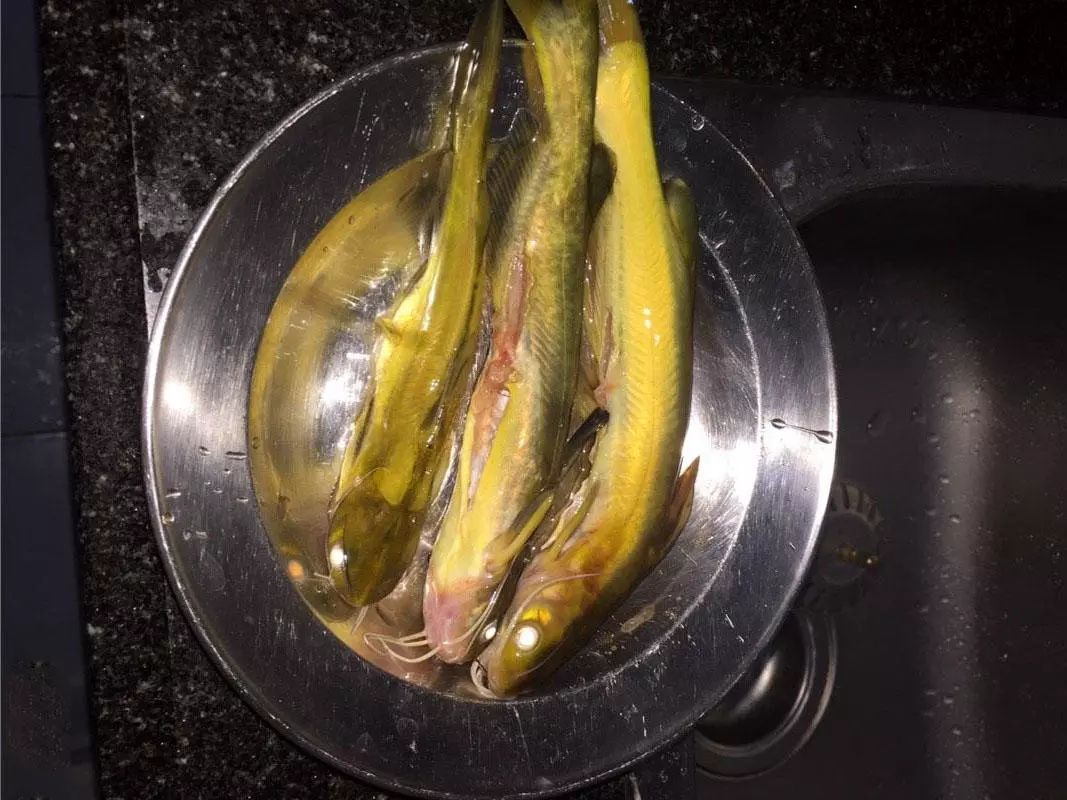 重庆两江边上的钓鱼人,最爱这种肥硕的"江黄鱼"