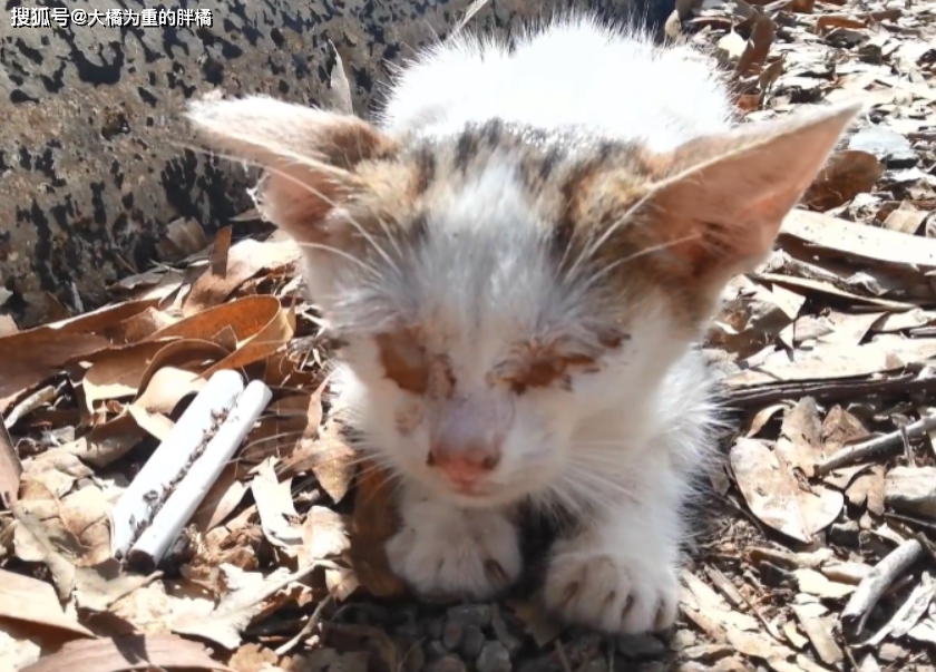 失明 小猫一直在角落徘徊 小伙跟着它绕圈圈 它不知道往哪走 凯迪