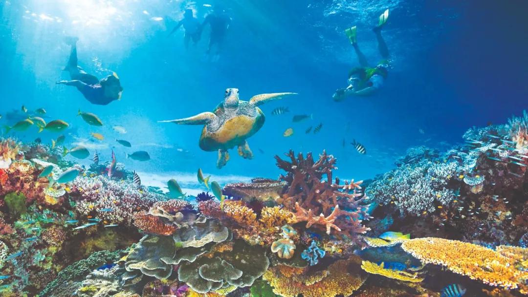 世界七大自然奇迹之一丨凯恩斯大堡礁