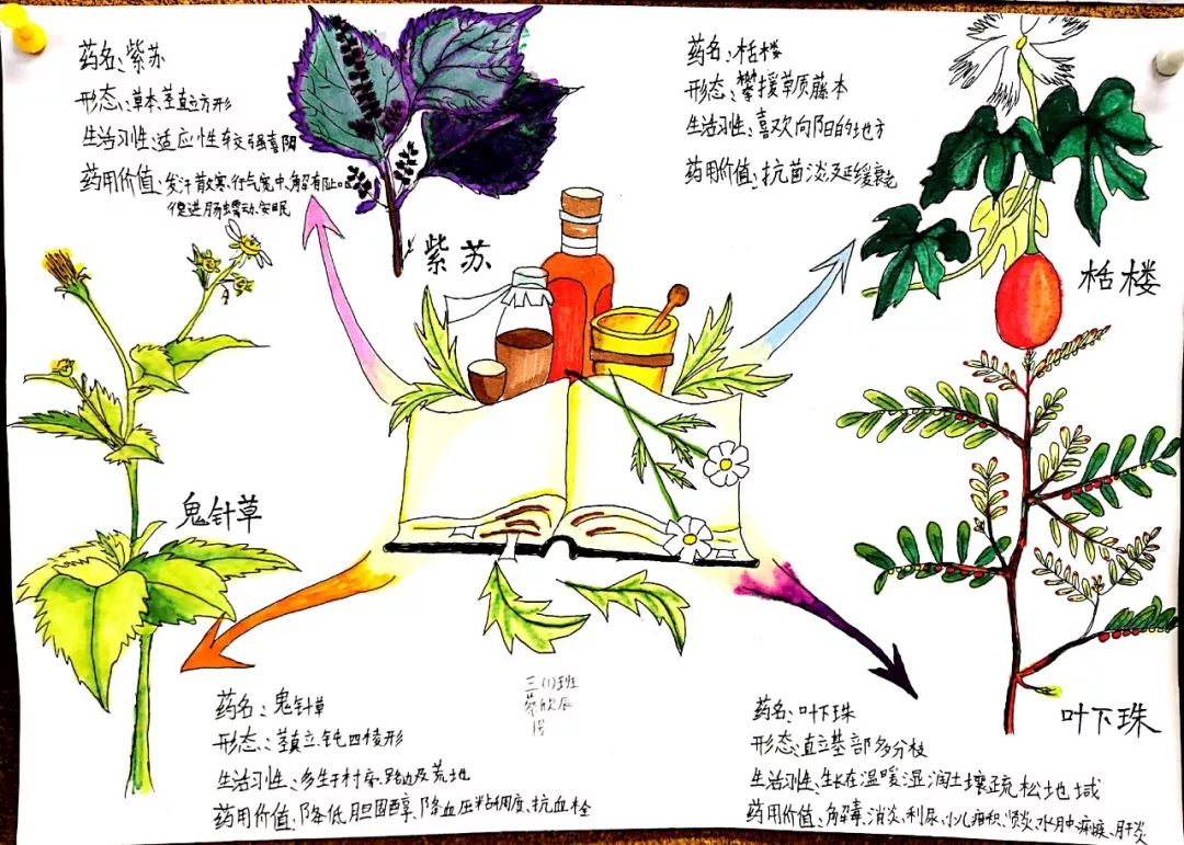 国庆七天乐采药最快乐忆晨曦学子国庆采药记