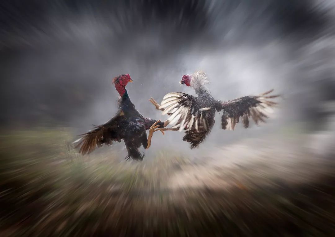 喜讯-国际摄影"金紫荆花奖"揭晓