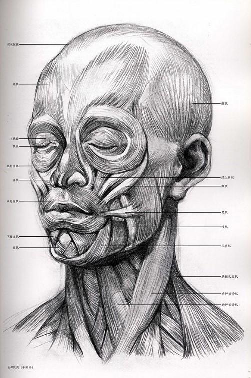 如何画好素描头像美术生必备头骨肌肉干货掌握这些足够了