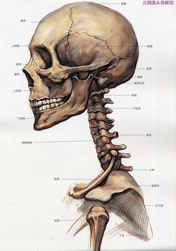 肌肉,形体结构的对照四分之三侧面真人头像与头部骨骼,肌肉,形体结构