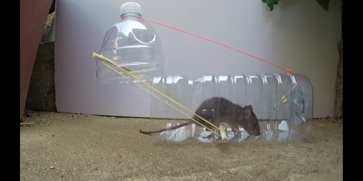 「原创」海丰阿东:用矿泉水瓶活捉老鼠的技巧你会吗?