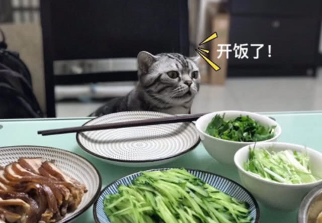 原创猫咪刚跳上餐桌想吃饭,竟被主人赶了下来,看主人这个眼神绝了