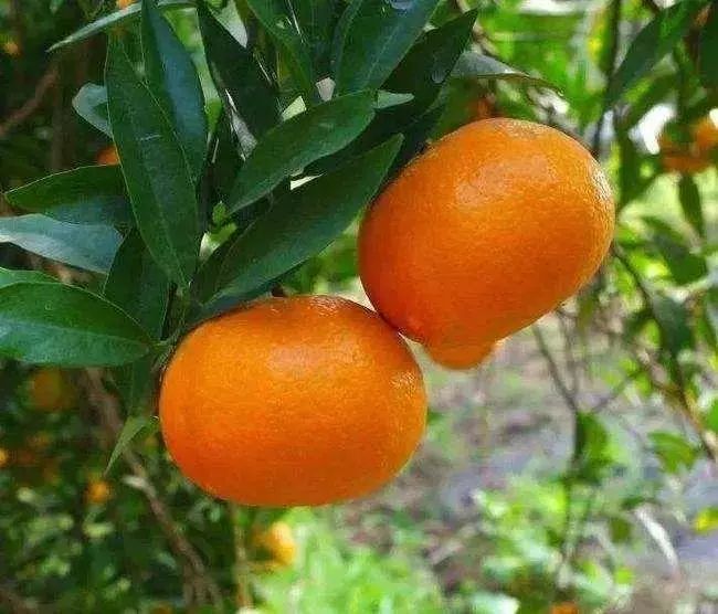特产推荐桂阳本地玫瑰香柑现摘现送超值抢购让你吃到爽