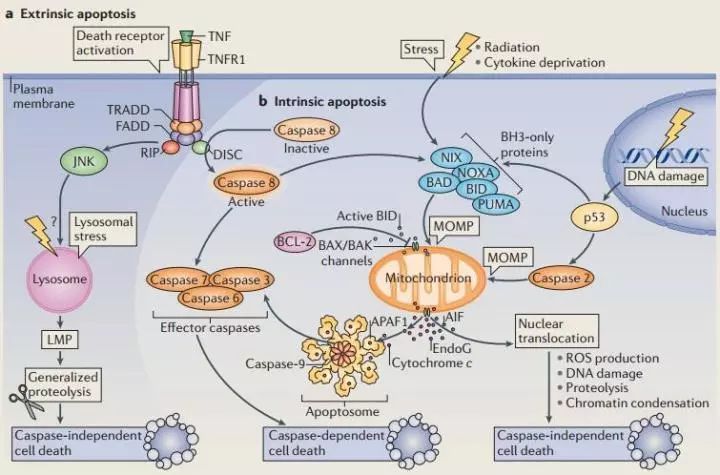 通常情况下vps34(脂激酶空泡蛋白分选34)—beclin1复合体被bcl-2家族