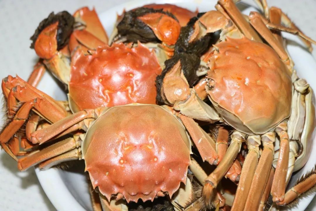 巢湖南岸的原生态大闸蟹,膏腴,肉嫩,味美~_螃蟹