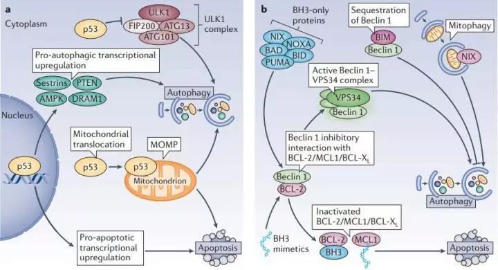 其它重要的促进momp的途径有:bh3-only proteins通常通过诱导线粒体