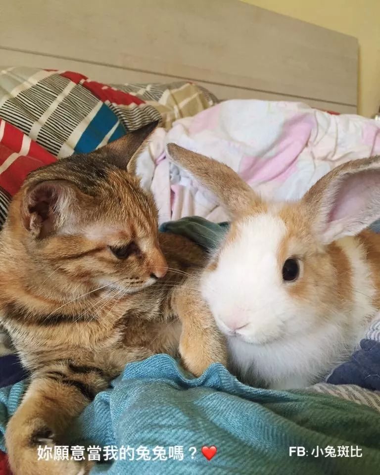 猫咪从小和兔子一起长大,整天钻兔窝玩兔兔,行为举止太逗了!