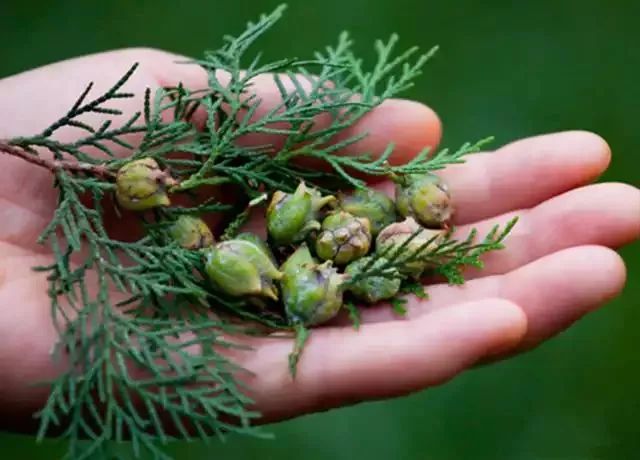 农村这种树结的果实是天然安神降压神器后悔没这么早知道