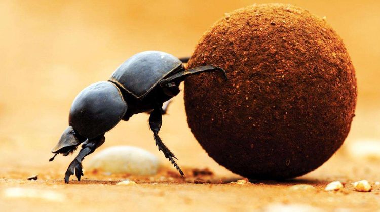 盗墓笔记中的尸蟞到底是什么虫子世界上真的存在吗