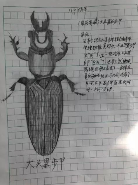 大头黑步甲,圣甲虫(八年级8班 孙嘉悦)(八年级1班赵书)(八年级4班王思