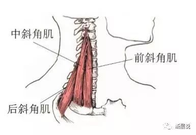 前中后斜角肌图片