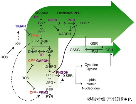 原創磷酸戊糖途徑與細胞氧化還原平衡