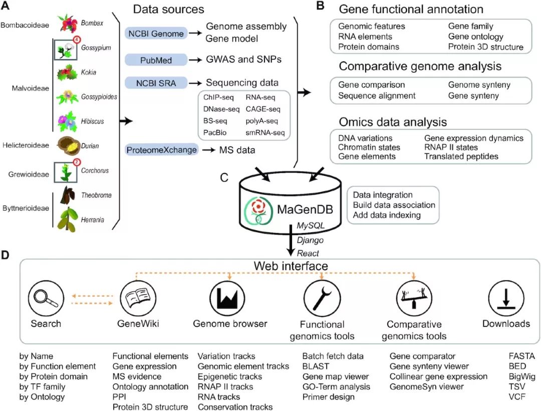 db: a functional genomics hub for malvaceae plants