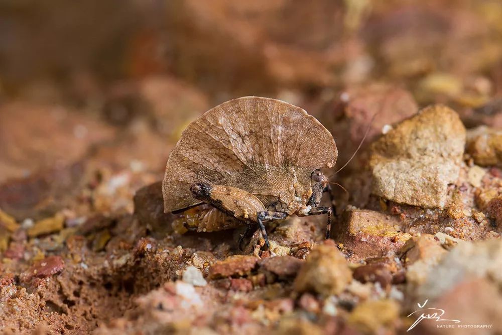 早期的昆虫并不具备拟态的能力,它们为了躲避天敌的捕食只能不断增大