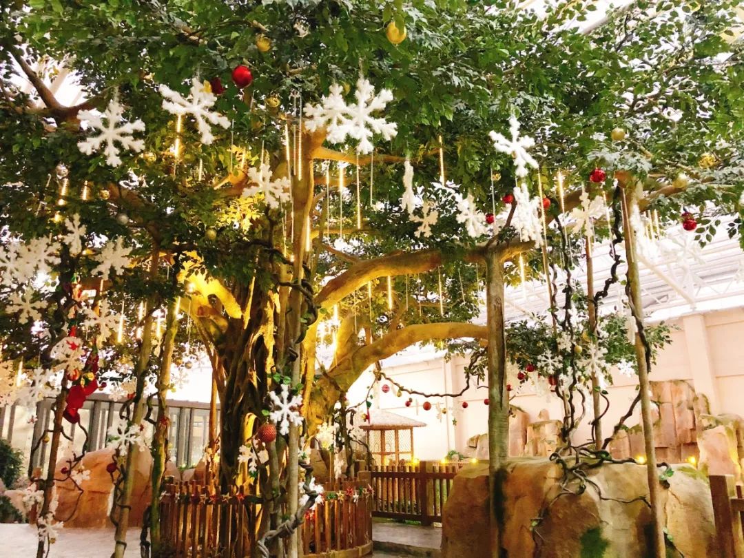 圣诞季 | 圣诞老人来派发礼物咯!