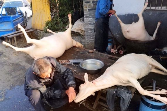 熟悉的场景杀羊子咯探访镇江新区儒里的独特美味