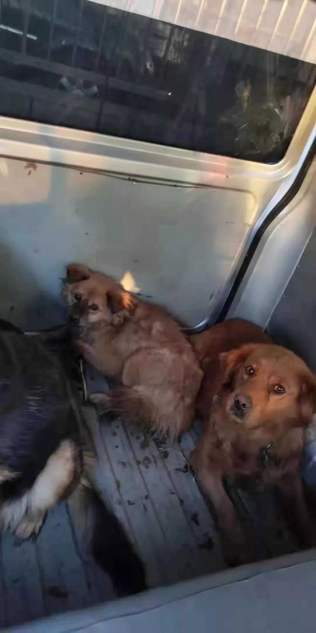 香河县公安局案件线索通告!_狗狗