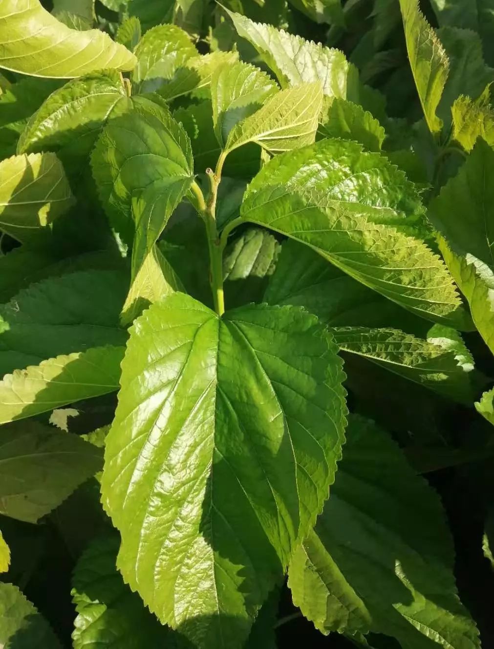 好牛奶是种出来的归一带你了解蛋白桑