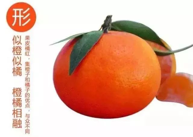 特产推荐桂阳本地玫瑰香柑现摘现送超值抢购让你吃到爽