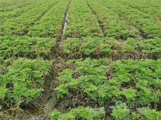 11月11日,永寿产地长势较好的川芎.
