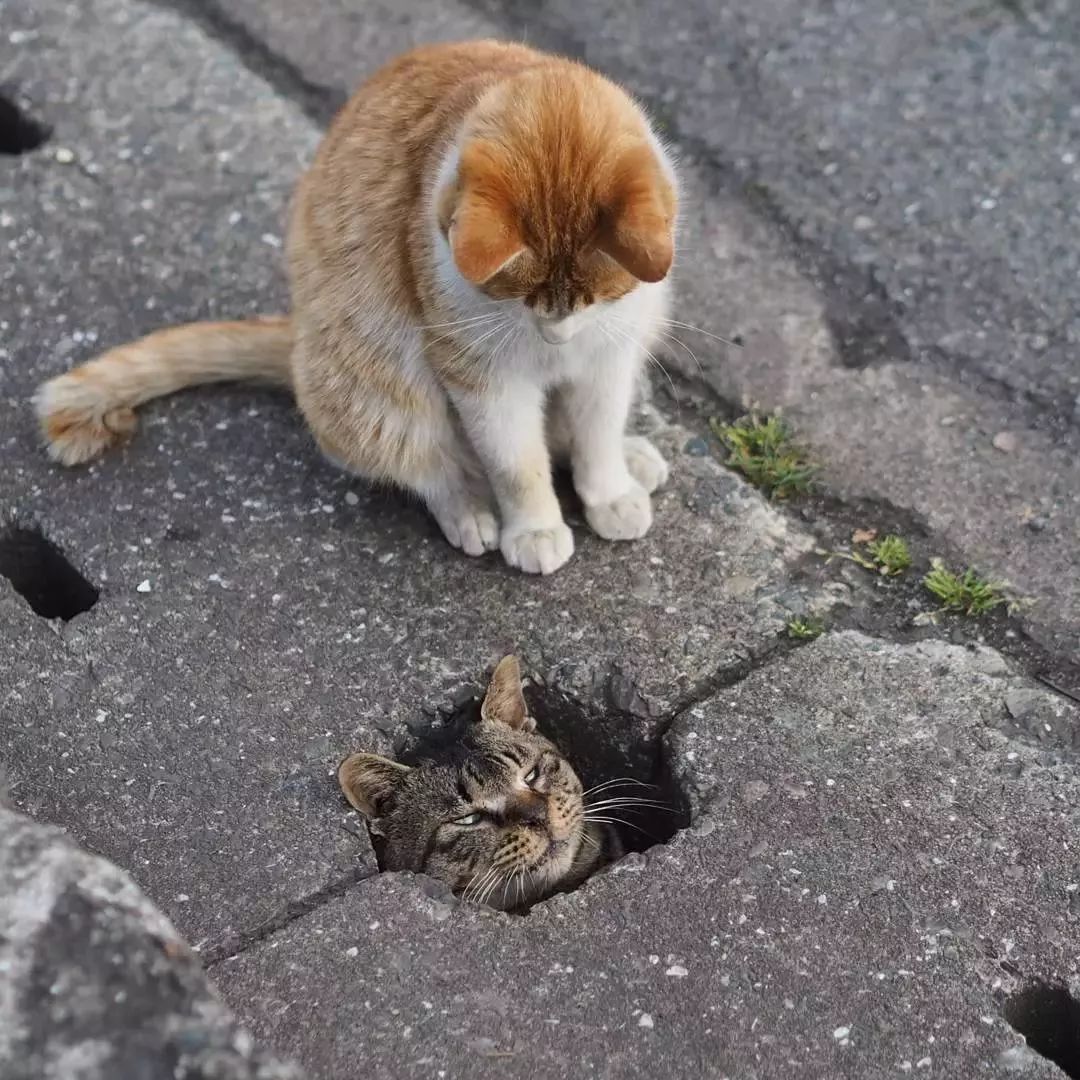 流浪猫图片伤感真实图片