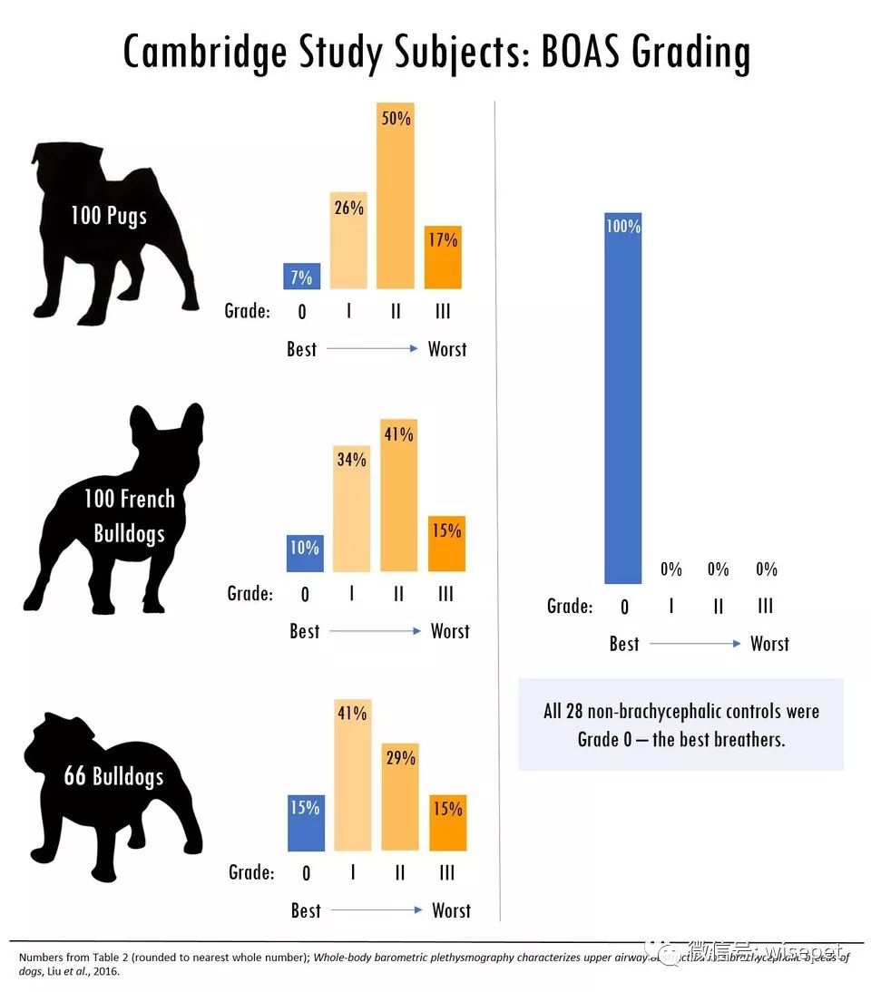 可愛的面龐，可悲的一生 ——人類應該為平頭犬的福利負責 寵物 第6張