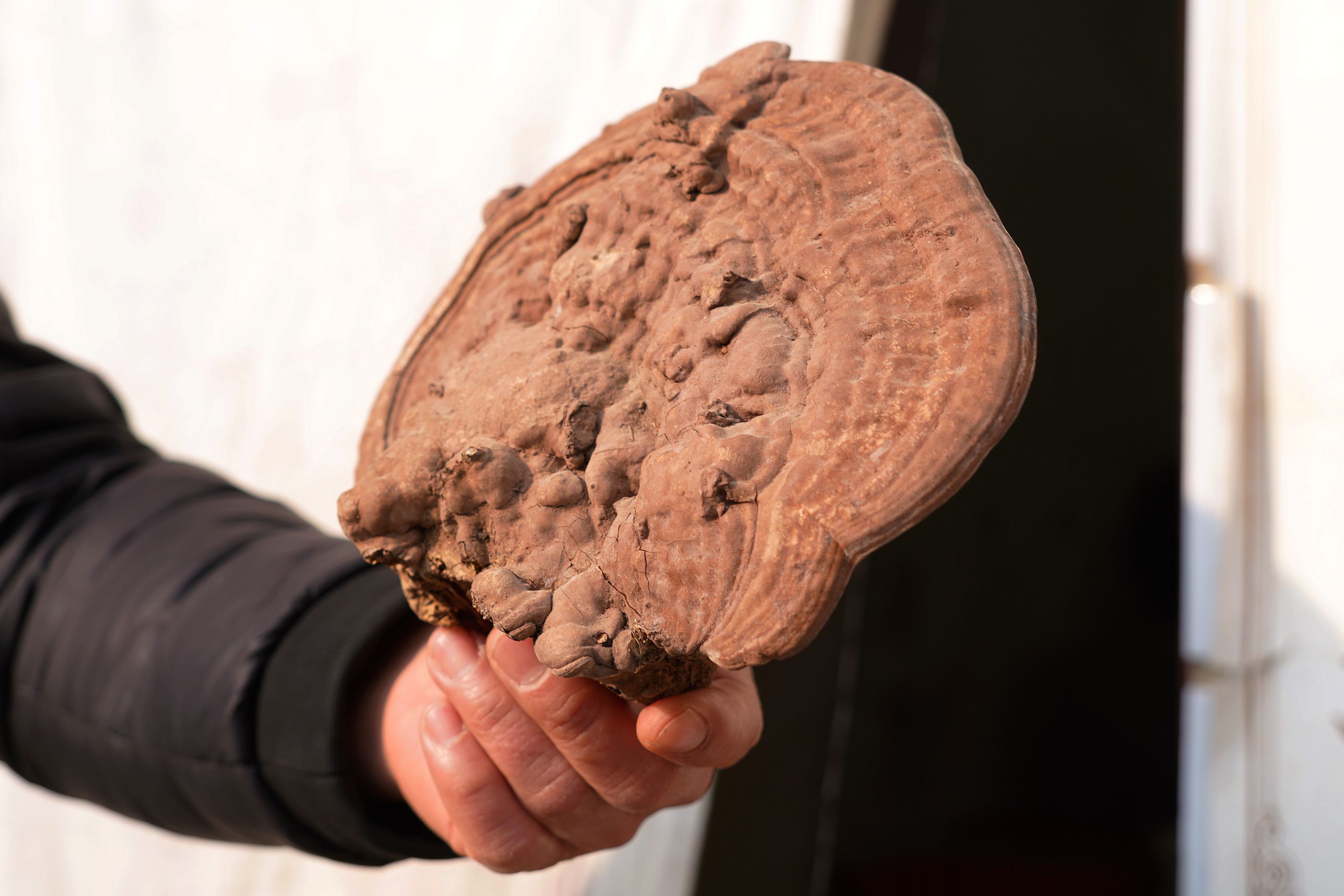 农民大叔山间采到"稀罕物",活了70年第1次见到,啥东西_灵芝