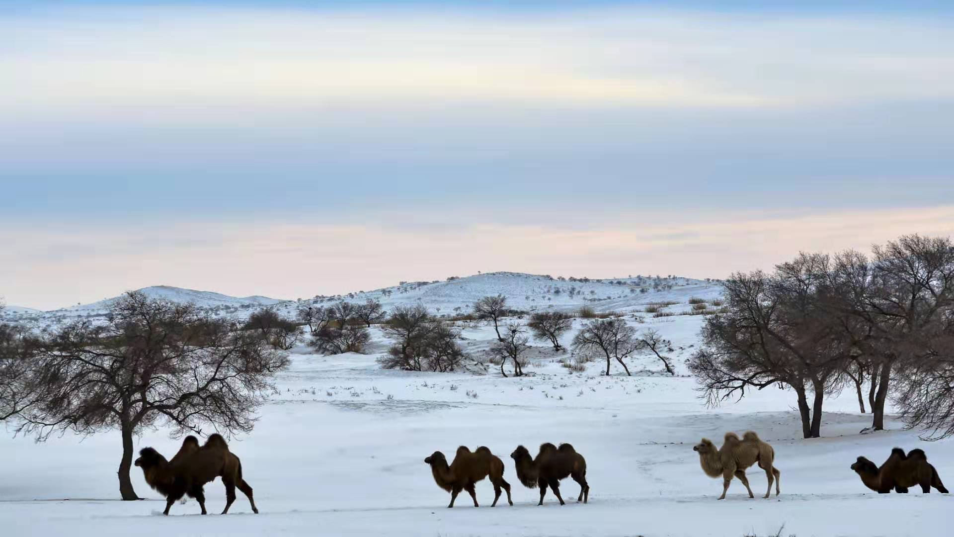 【摄影鉴赏】《浑善达克冬季》图/管永新(内蒙)