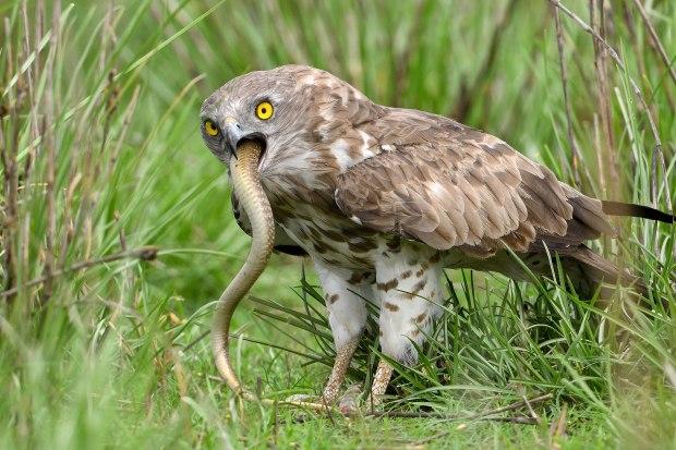 一物降一物:短趾鹰吞噬剧毒眼镜蛇,像吃意大利面条一样