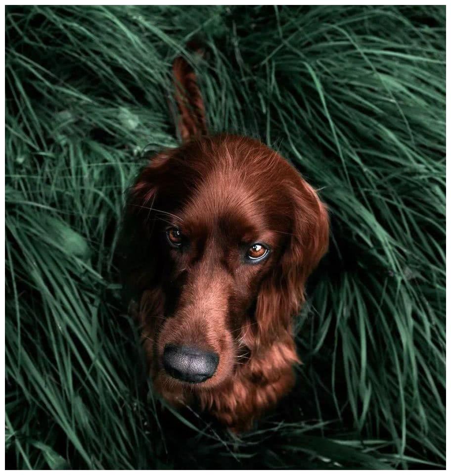 这到底是金毛还是红毛?