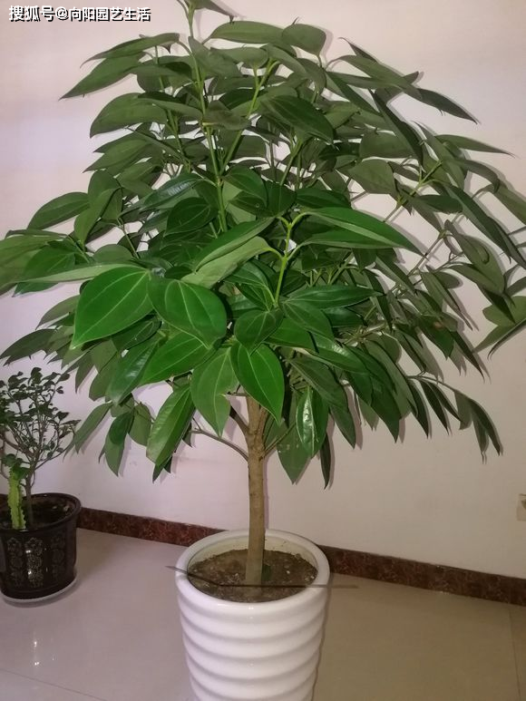 原创客厅放盆平安树,保佑家人四季平安,做好这几点,四季绿油油