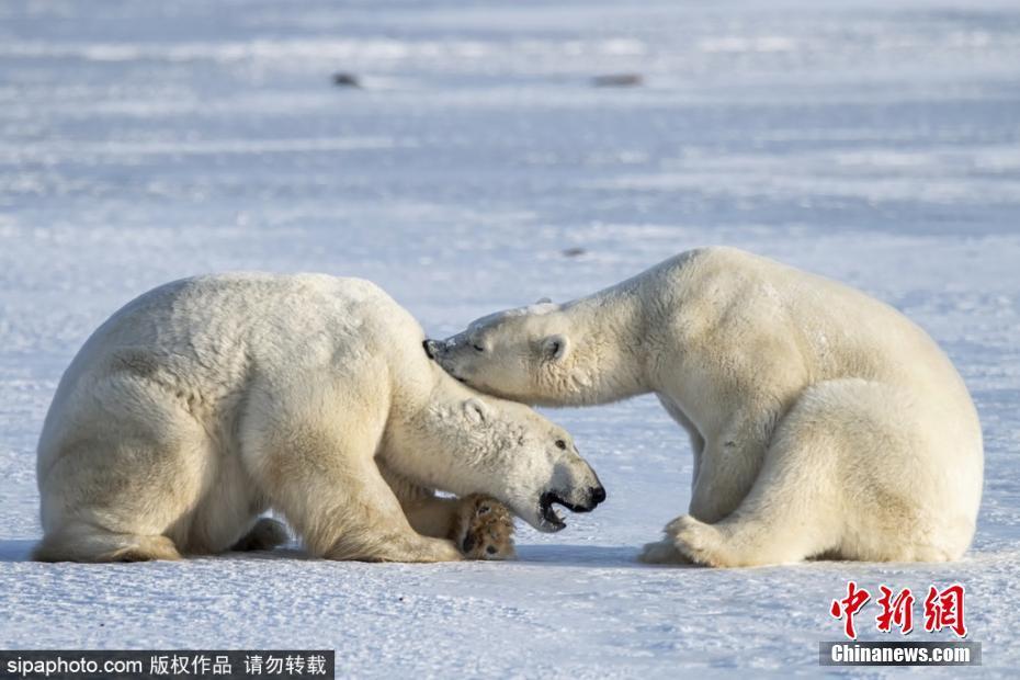 在加拿大的哈德逊湾,两只北极熊正在互相打闹,其中一只被打得举熊掌"