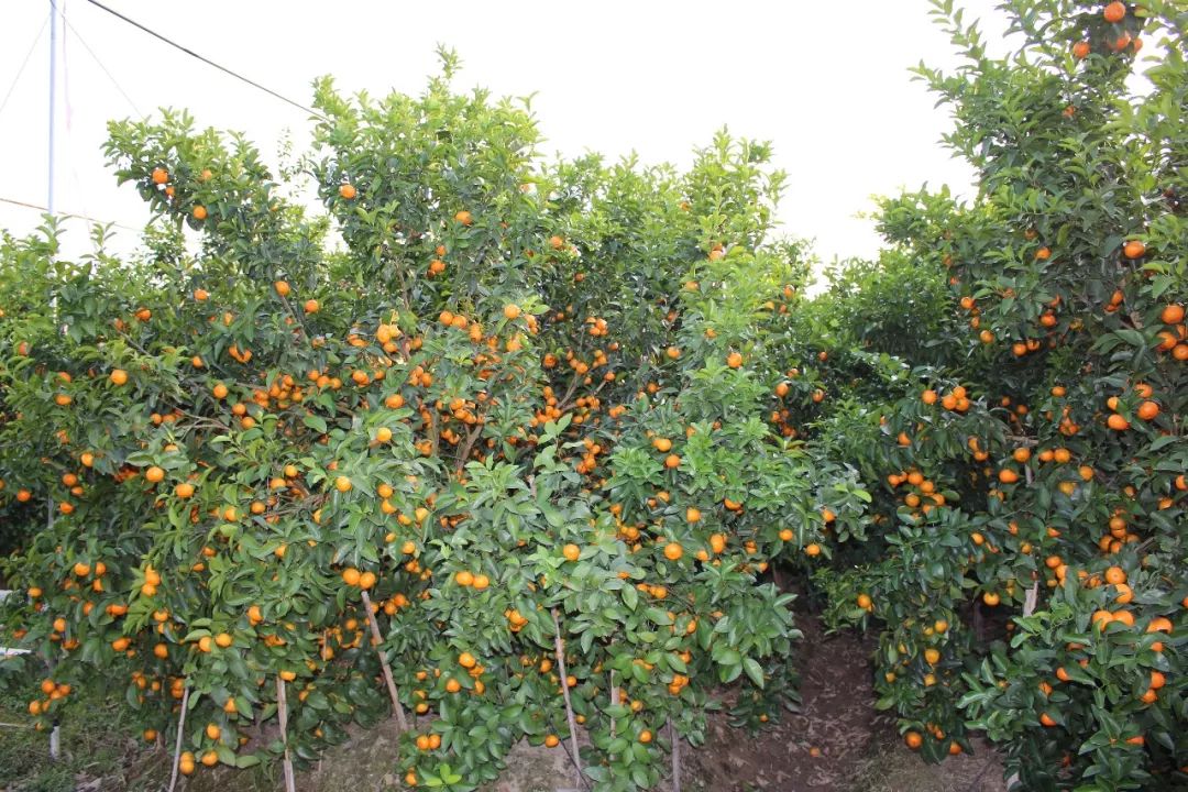 象州县沙糖桔节——客商携媒体"踩点"沙糖桔果园