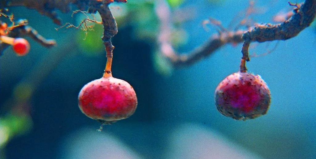 猪尿泡灯笼文/江湖浪子